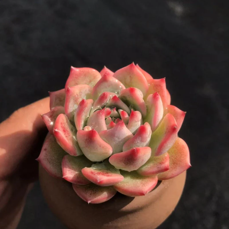 Hotsale Promotion Echeveria Agavoides Maria Succulent Plants Bonsai