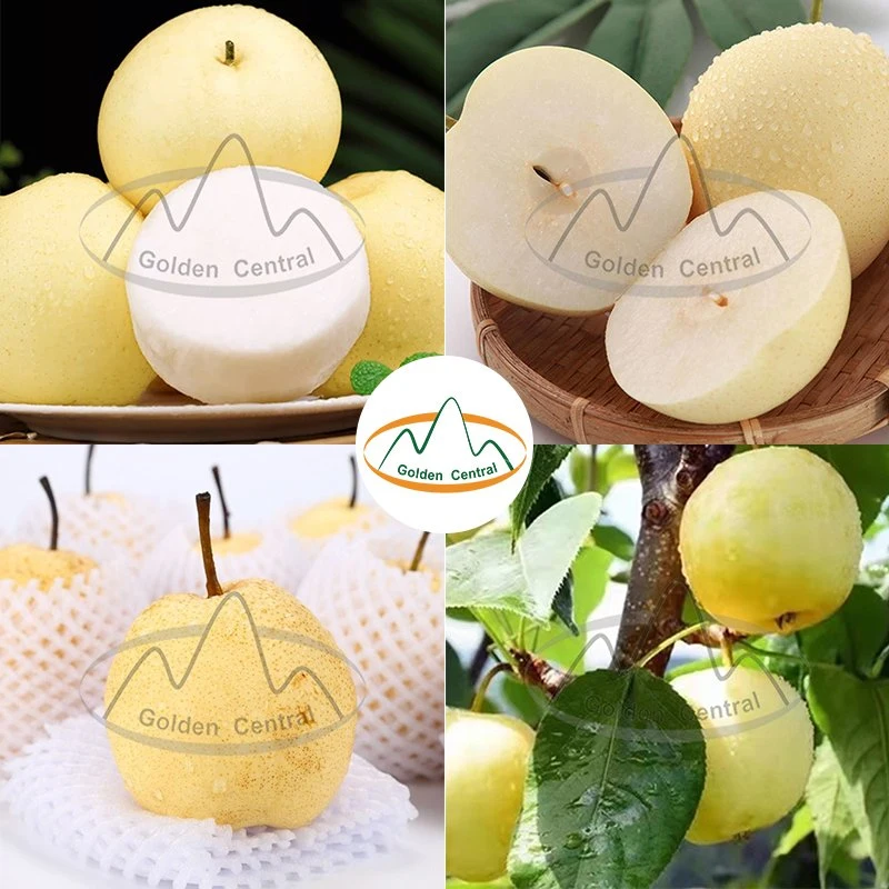 Wholesale/Supplier Sweet Juicy Organically Grown Chinese Fresh Crown Pear