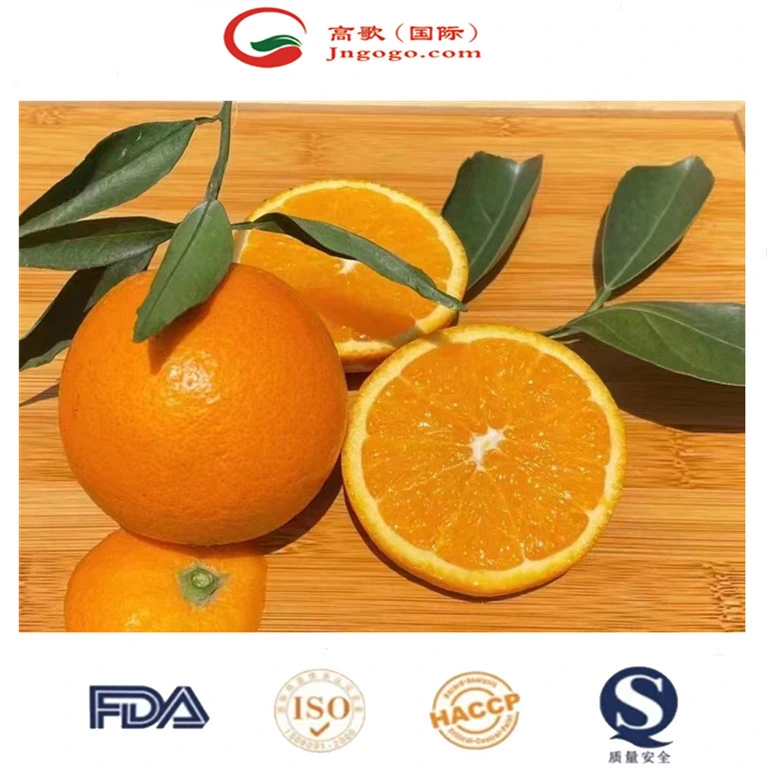 China New Crop Fresh and Sweet Lane Late High Brix Navel Orange