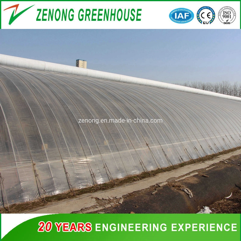 Chinese Greenhouse Hydroponic Irrigation System Tomato Strawberry Agriculture Steel Frame Muti Span Polycarbonate Green Houses