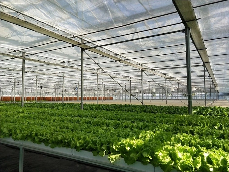 Low-Cost Polycarbonate Greenhouse, Single-Span Multi-Span Garden