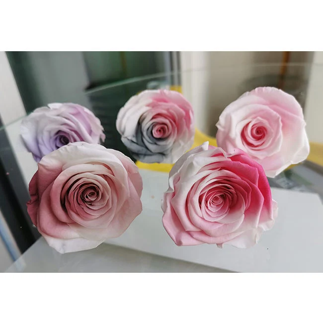 Wholesale/Supplier Preserved Real Gradient Color Roses Flower Preserved Rose for Wall