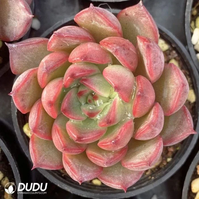 Dudu China Cheap Colourful Echeveria Yueling Live Succulent Plants