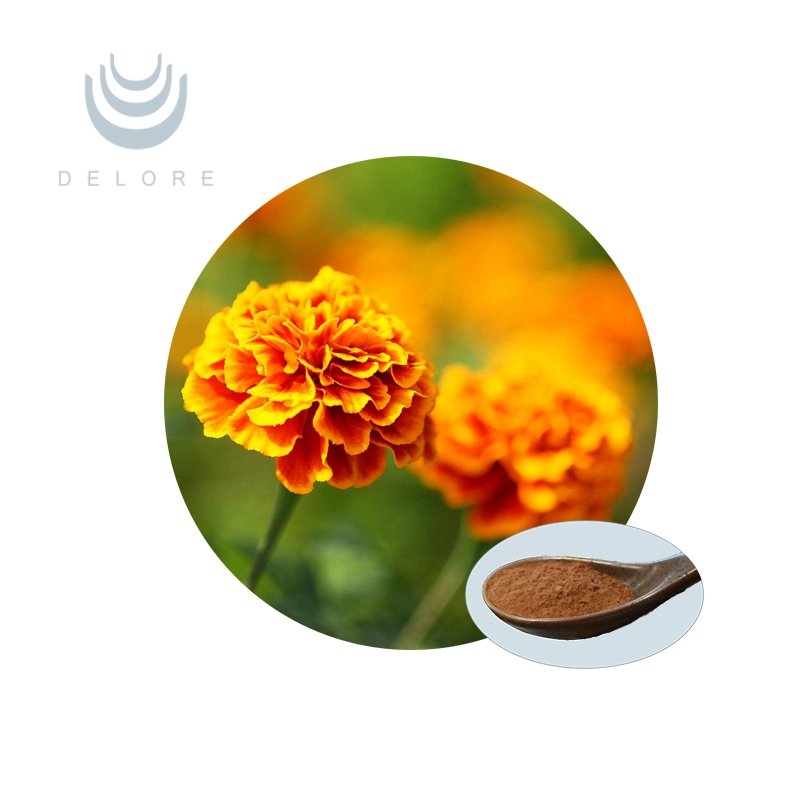 Norme BPF extrait de Marigold zéaxanthine cryptoxanthine pour la santé et Beauté