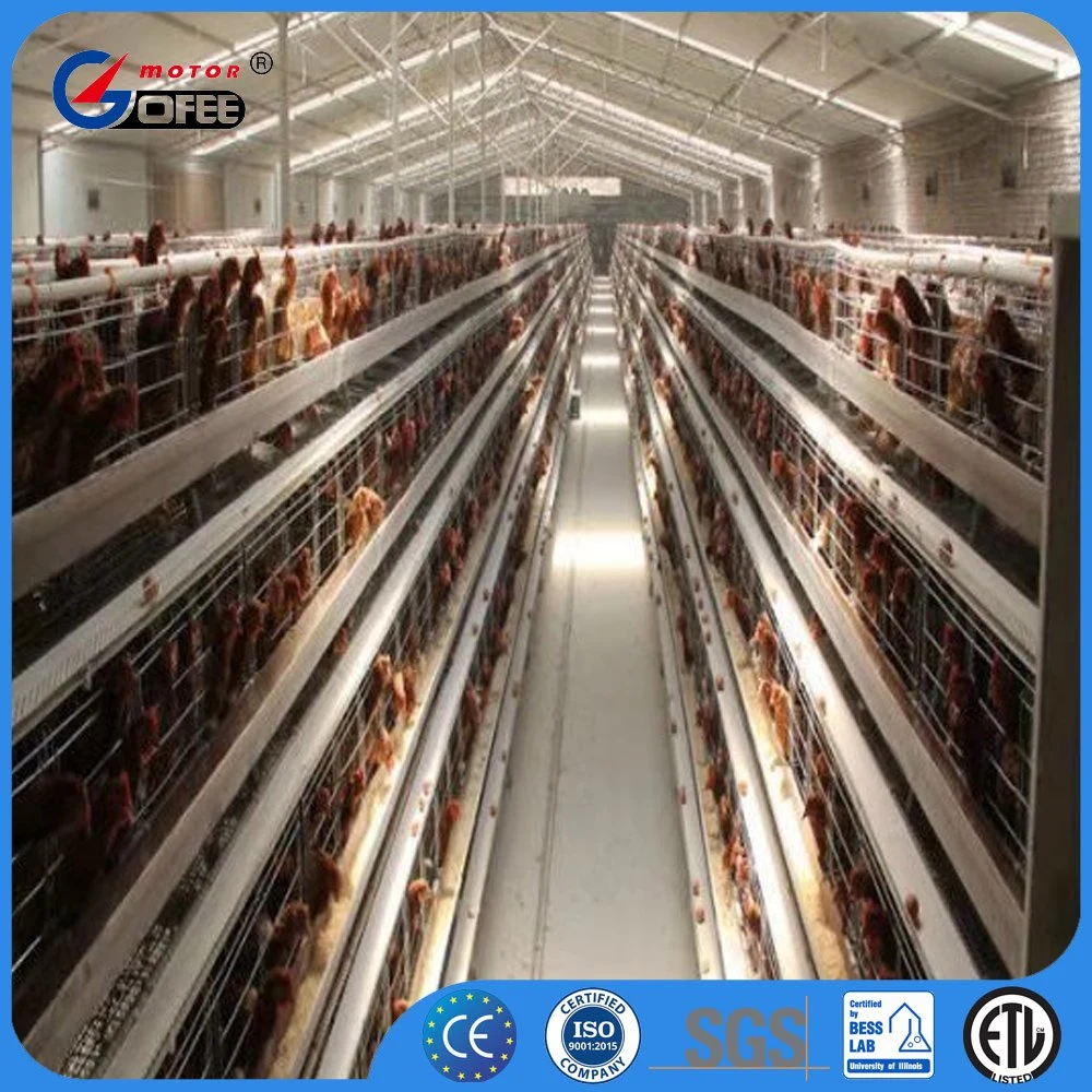 Camada de frangos de corte alimentação automática 4 níveis H Frame Criação de camadas de frango Coop