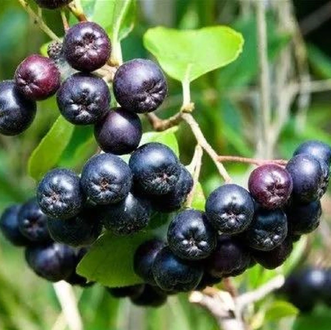 Black Chokeberry Extract Anthocyanin Aronia Berry Powder Anthocyanidin Aronia Extract