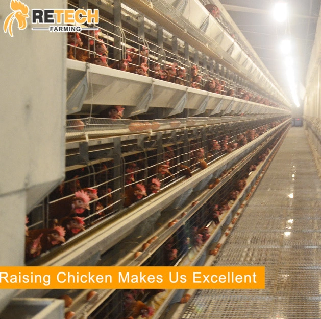 Hühnerfarm Projekt automatische Hühnerschicht Batterie Käfig Geflügel Ausrüstung