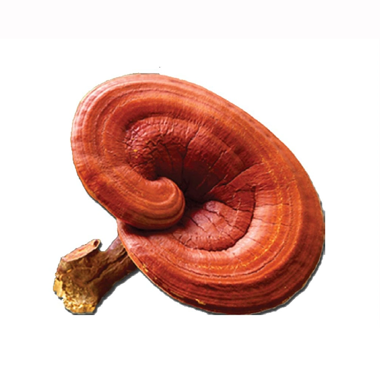 Polvo de champiñones Reishi polvo de pavo Extracto de champiñones Ganoderma Lucidum Mushroom Extraer mezclas