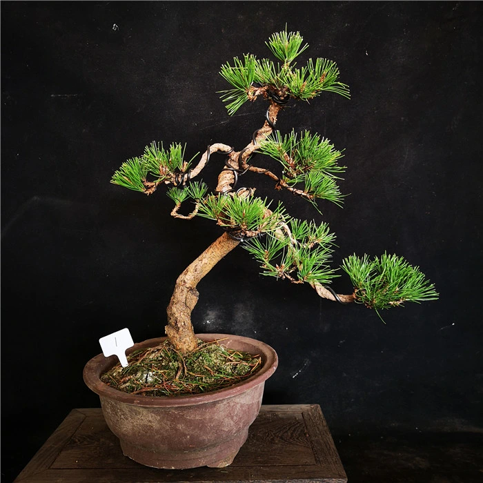 Real Plants Pinus Thunbergii Black Pine