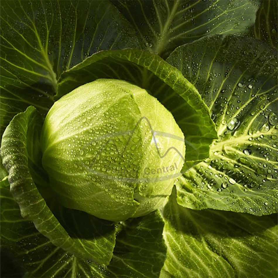 Natural Wholesale/Supplier Fresh Vegetables Cabbage with Factory Price