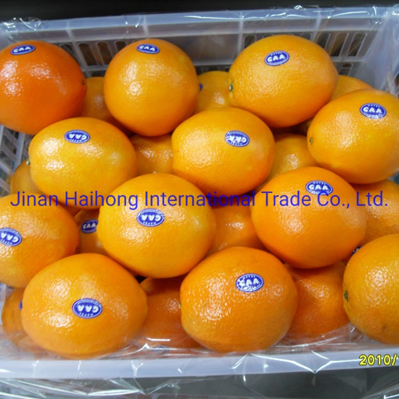 China mejor calidad orgánica dulce mandarina