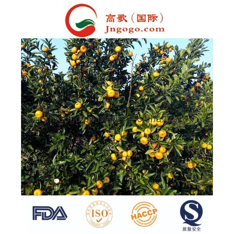 Export New Crop Fresh Good Quality Mandarin