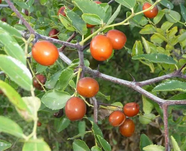 Extracto de Kernel de Jujube de comida China tradicional Fecha de la columna Polvo de extracto de semillas