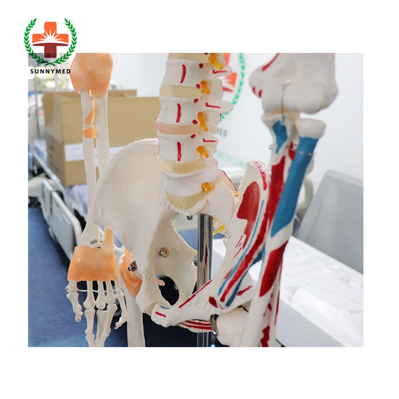 Sy-N021 Medical Science Anatomy 180cm Human Skeleton Model