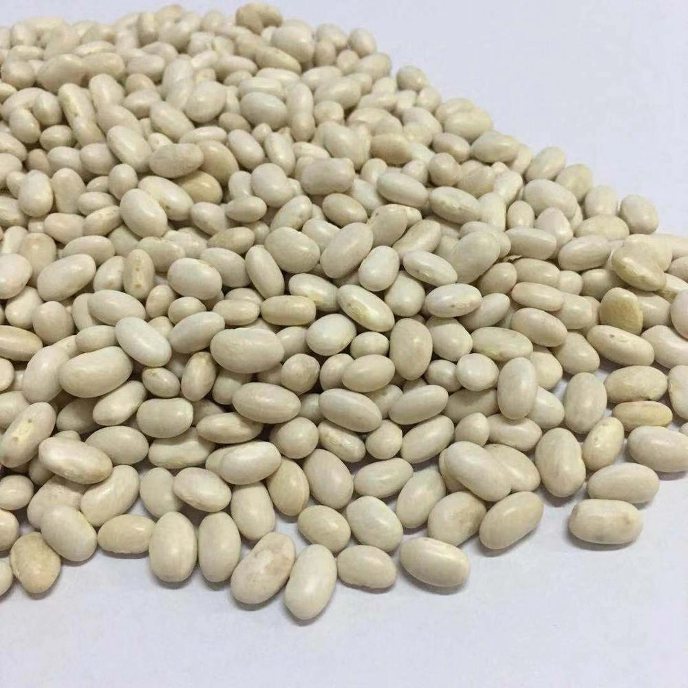 Healthy High quality/High cost performance  Red and White Kidney Beans Price for Sell