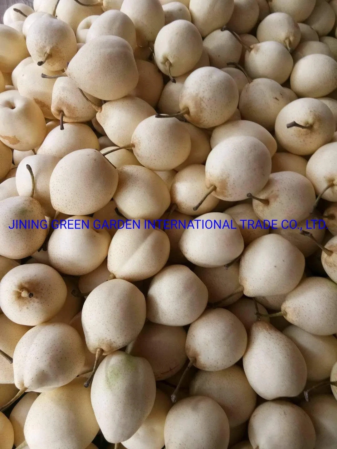 2021hot Sale Good Quality Fresh Ya Pear, Top Quality of Chinese Fresh Fruits Pear with Factory Price