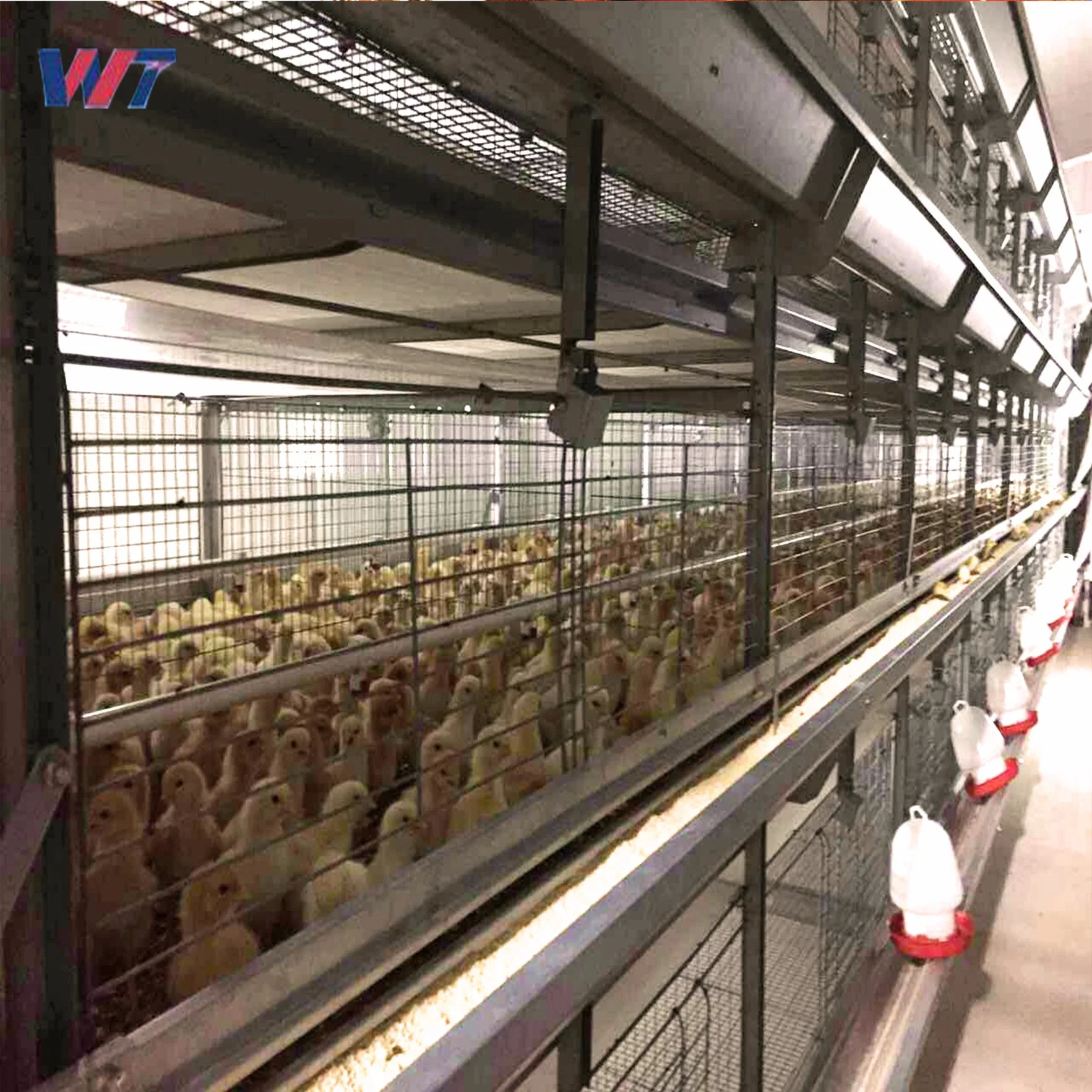 High quality/High cost performance  Automatic a Frame 3 Tiers, 4 Tiers Steel Structure Chicken Coop Poultry