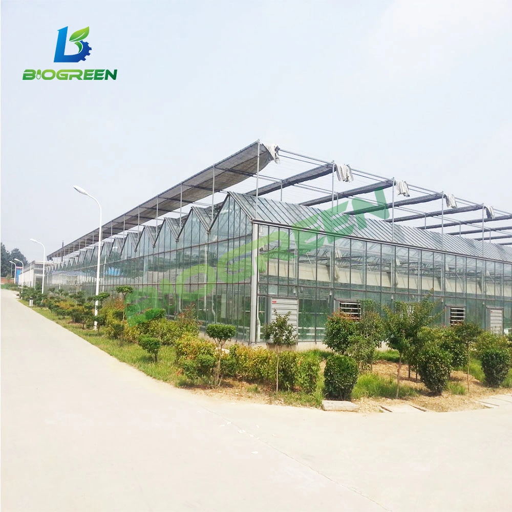 China Supplier Cheap Price Tunnel Greenhouse