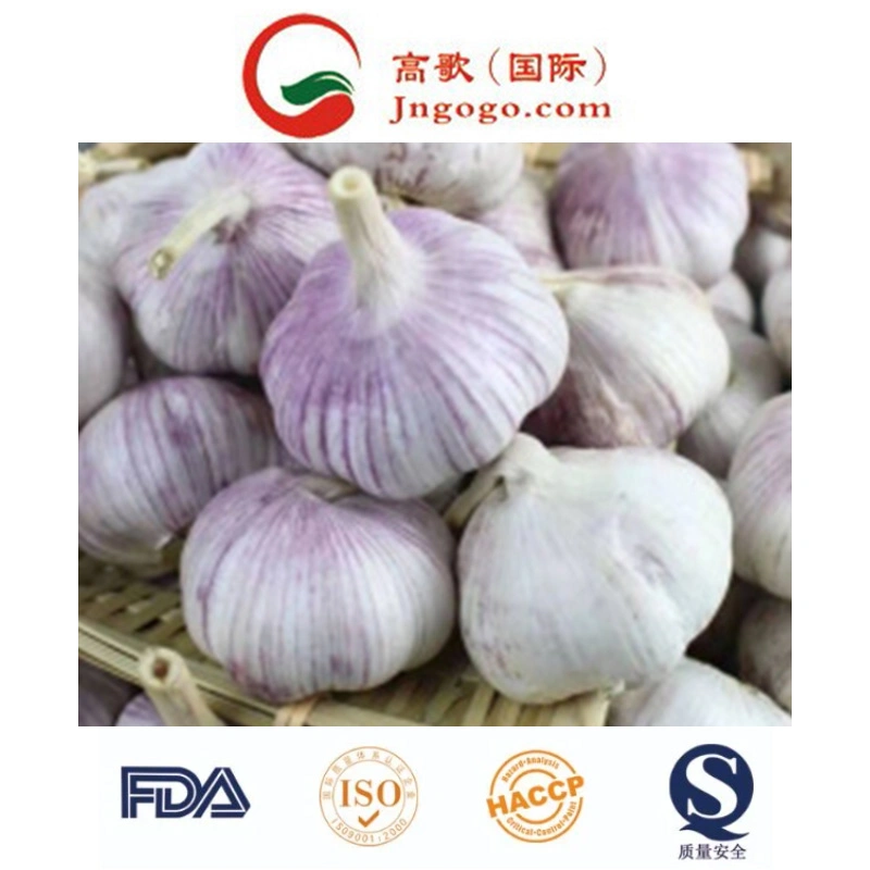 New Crop 8-16 Mesh, 40-80 Mesh Garlic Granules