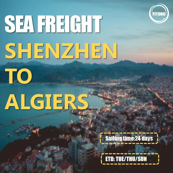 Sea Freight Shipping Cost From Ningbo Qingdao to Algiers Algeria