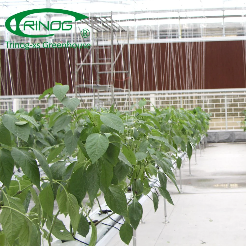 High tech hydroponics system for cucumber growing in greenhouse