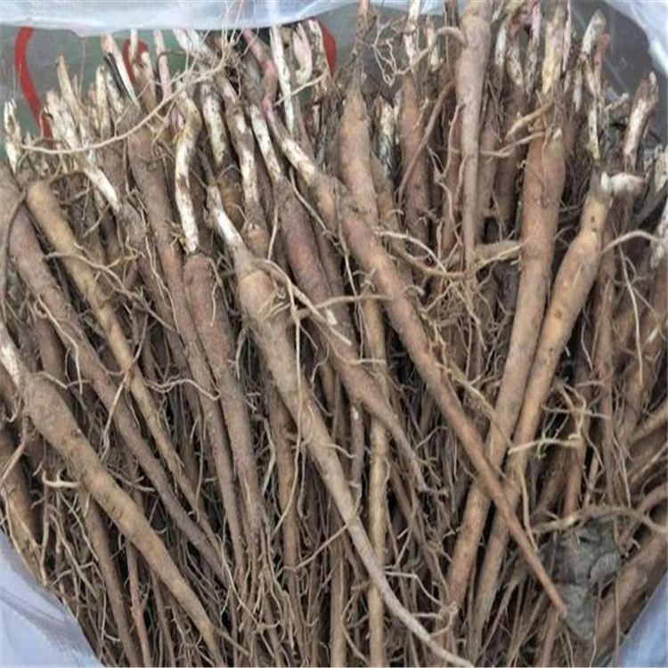 Bai Shao, Chinese Herbs Natural Dries White Peony Root