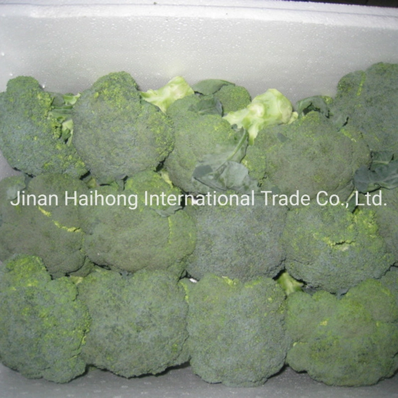 New Crop High quality/High cost performance Broccoli