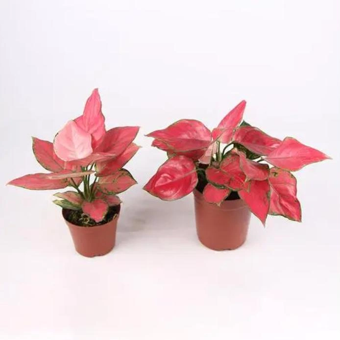 Aglaonema Lady Valentine Decorative Bonsai Plants