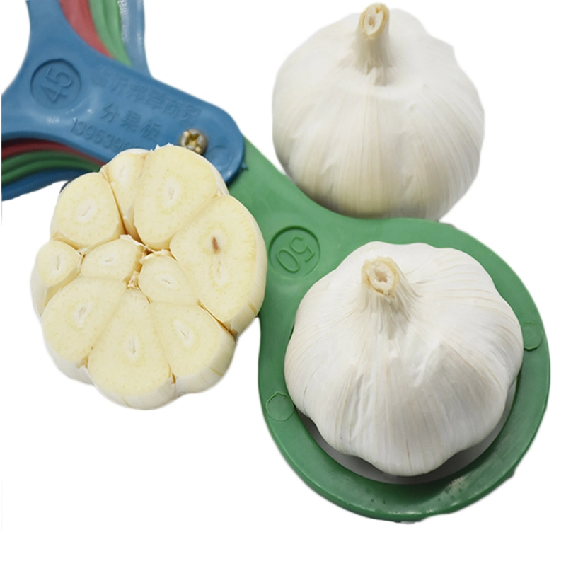 2022 New Fresh Garlic Supplier Normal White Garlic
