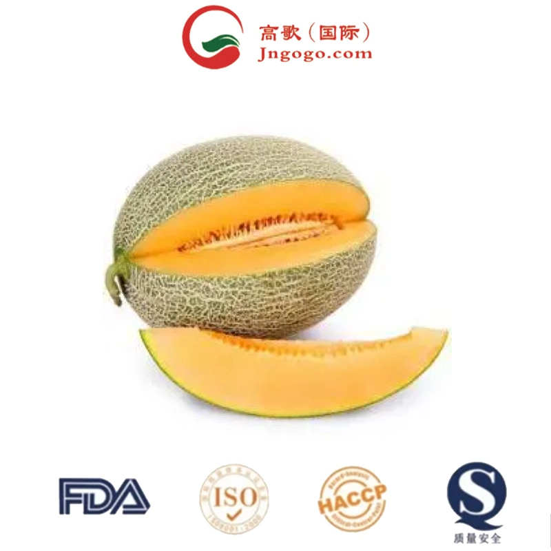 Cantaloup biologique - Vente à chaud exportation qualité frais doux 20-25cm Melon cantaloup