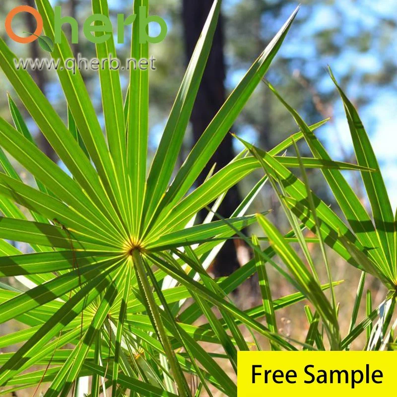 منشار Palmetto 25 ٪ حمض الفتي