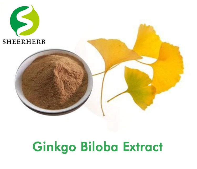 Sheerherb High quality/High cost performance  ISO Certified 100% Natural Ginkgo Biloba Extract/ Ginkgo Leaf Extract with Treatment Alzheimer&prime; S Disease