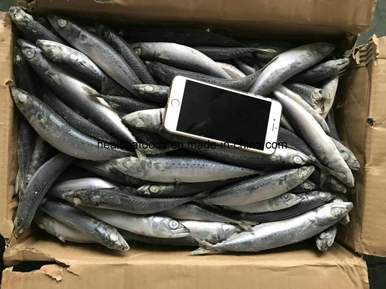 Best Freshness Mackerel Fish for Canned