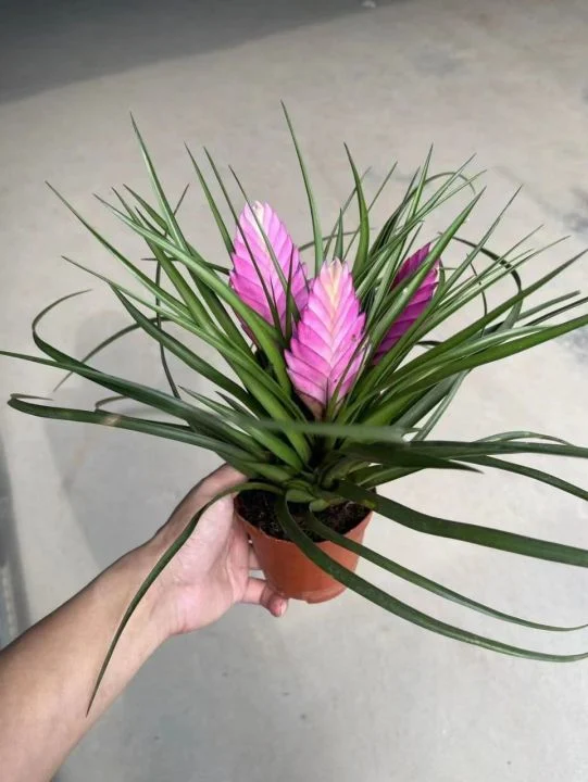 Fresh Pink Flowers Tillandsia Cyanea Gift Garden Indoor Bonsai