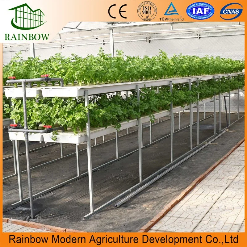 Dwc Irrigation&Hydroponics Equipment for Greenhouse