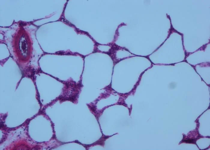 Mamífero Pertoneum de alta calidad de la Histología Microscopio de laboratorio de biología de las diapositivas diapositivas diapositivas de vidrio