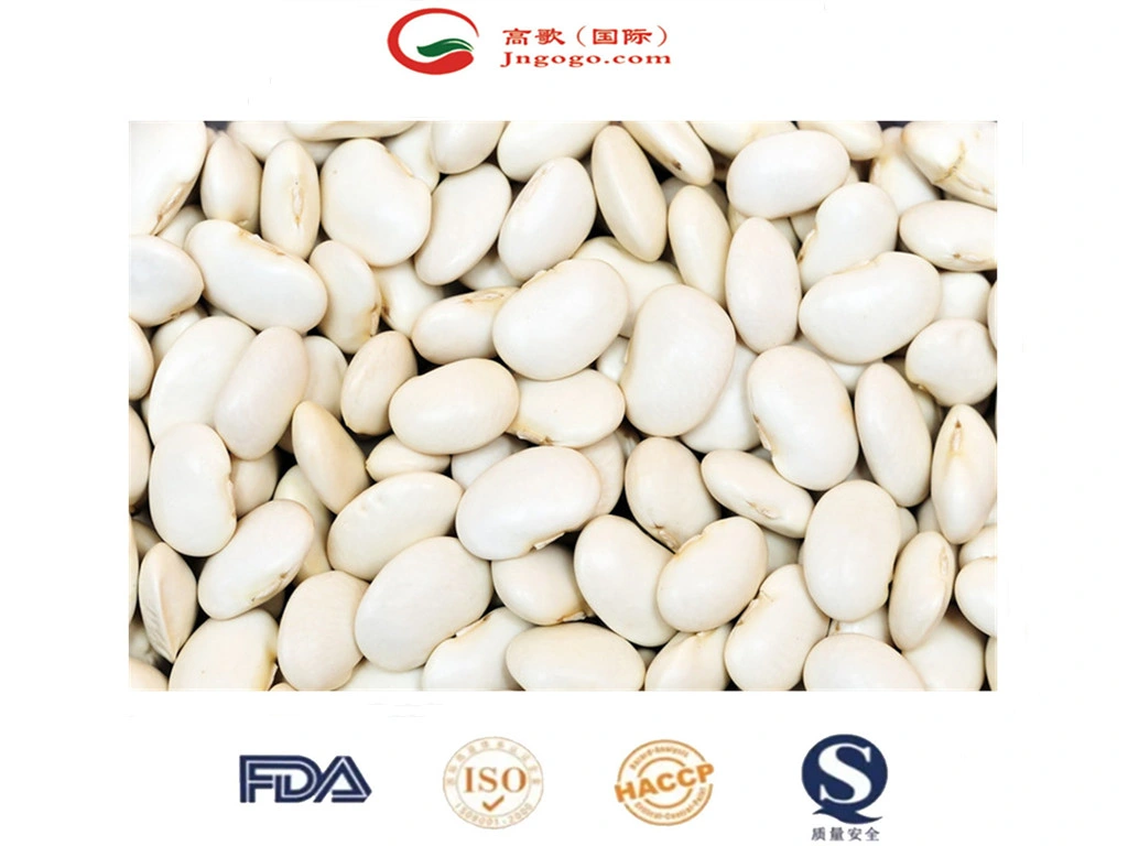 High quality/High cost performance Japanese White Kidney Bean