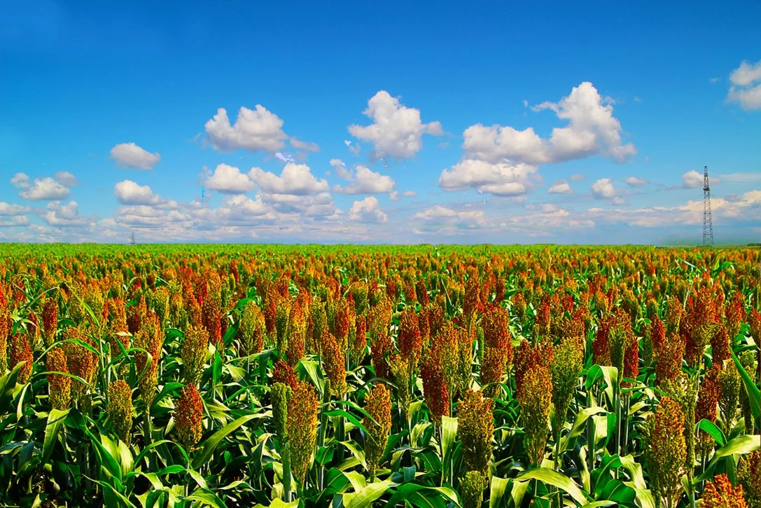 Productos químicos agrícolas de alta calidad Sulfentrazone 40% SC herbicida Weedicide