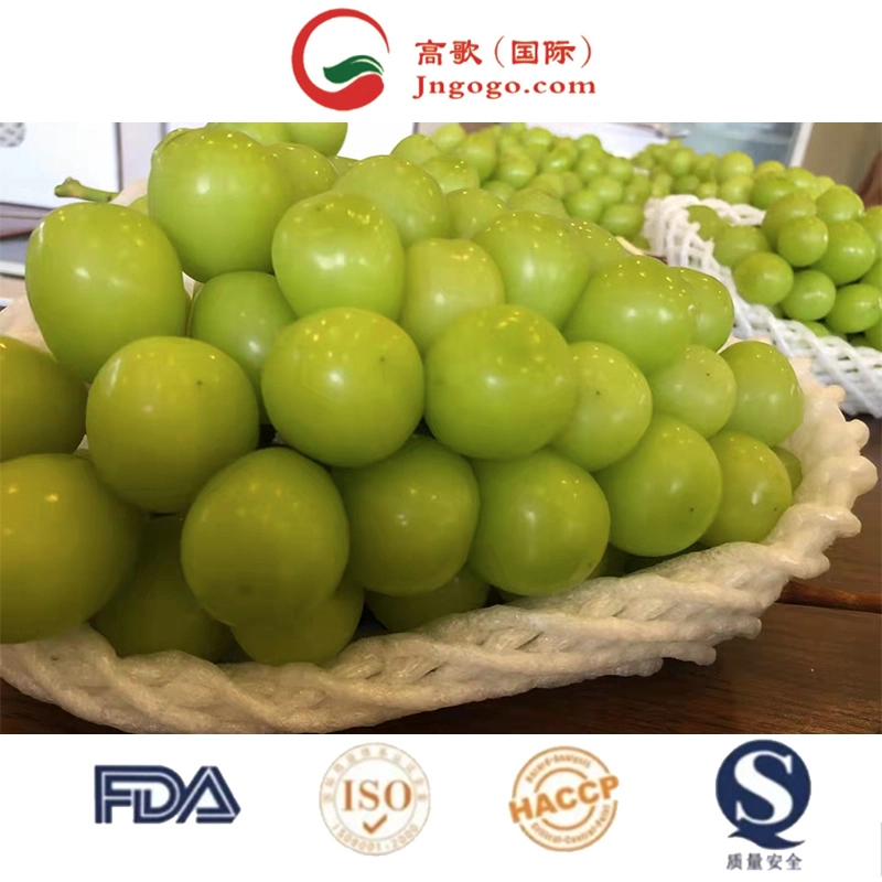 Advantageous Price Delicious Sweet 95-100% Maturity Natural Class a Green Chinese Fresh Grapes