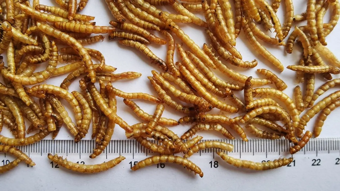 Dried Mealworms for Ornamental Fish Food