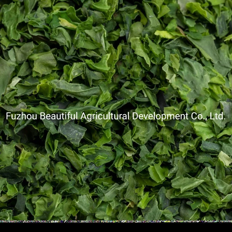 Ulva Sea Lettuce/Aosa Dried for Food