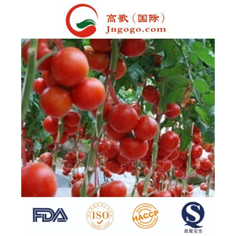 Rendimiento de alta calidad/alto costo de las conservas de pasta de tomate de exportación
