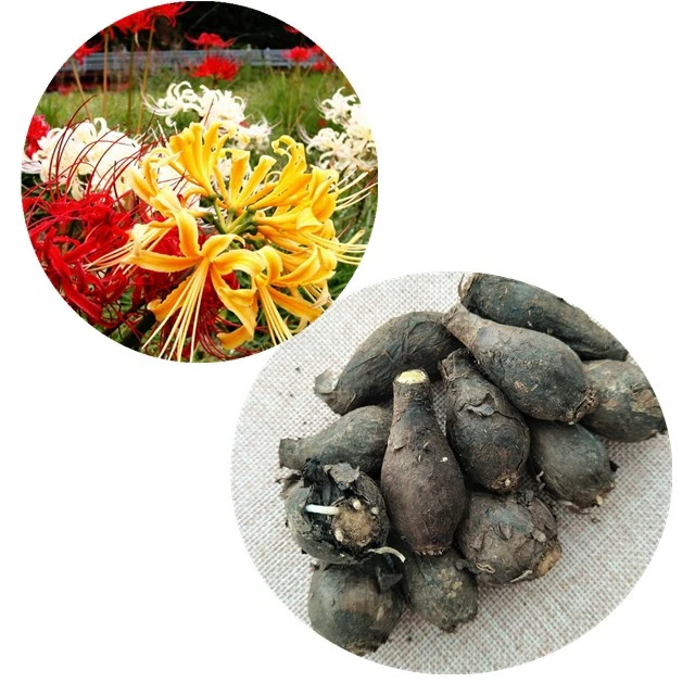 Shi Suan Chinese Natural Plant Seeds Lycoris Radiata Amaryllis Flower Seeds