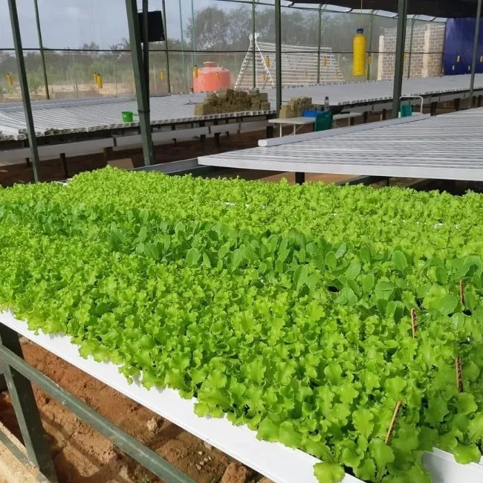NFT sistema Mayorista/Proveedor NFT Dutch Bucket sistema de agricultura hidropónica para Pimiento de tomate