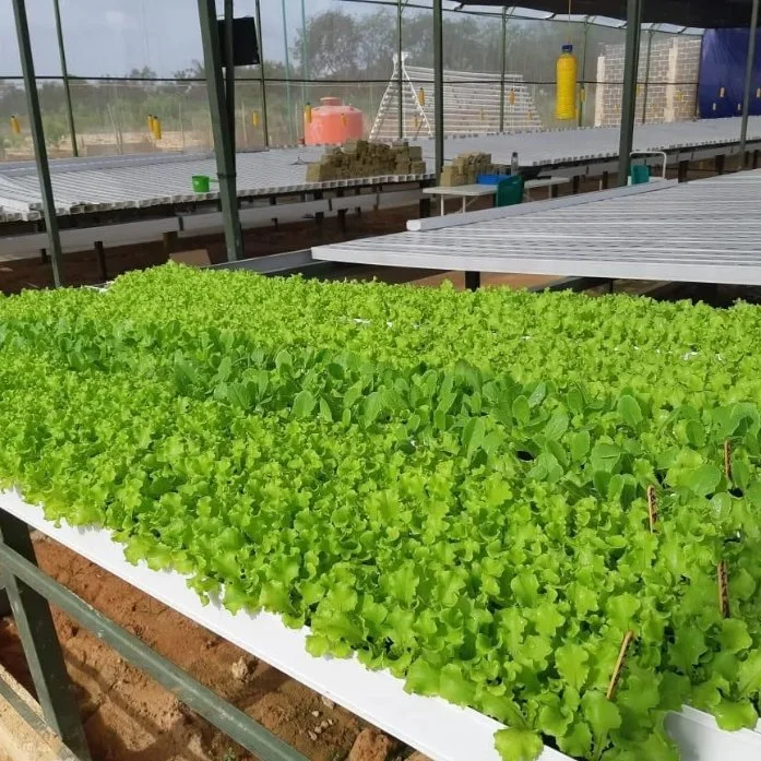 Système Nft Nft gros système de culture hydroponique de godet néerlandais pour la tomate de poivre