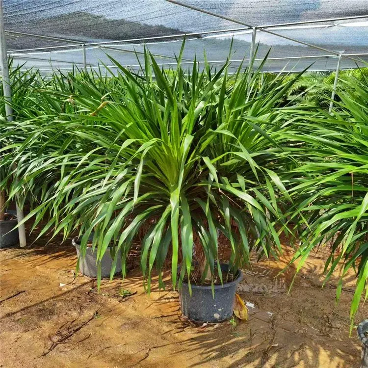 Árbol de la Sangre de Dragón Dracaena Vy. Ex L. en el exterior de la Planta Real Bonsai S-Shape