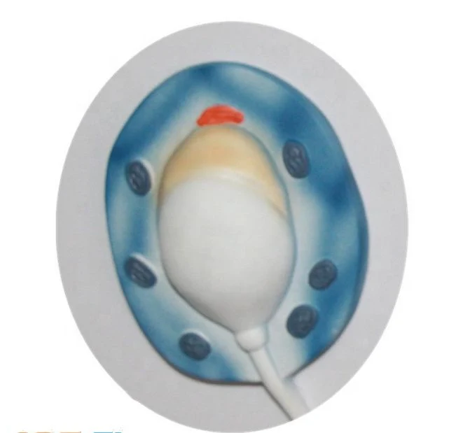 Laboratory Display Formation Sperm Formation Model of PVC