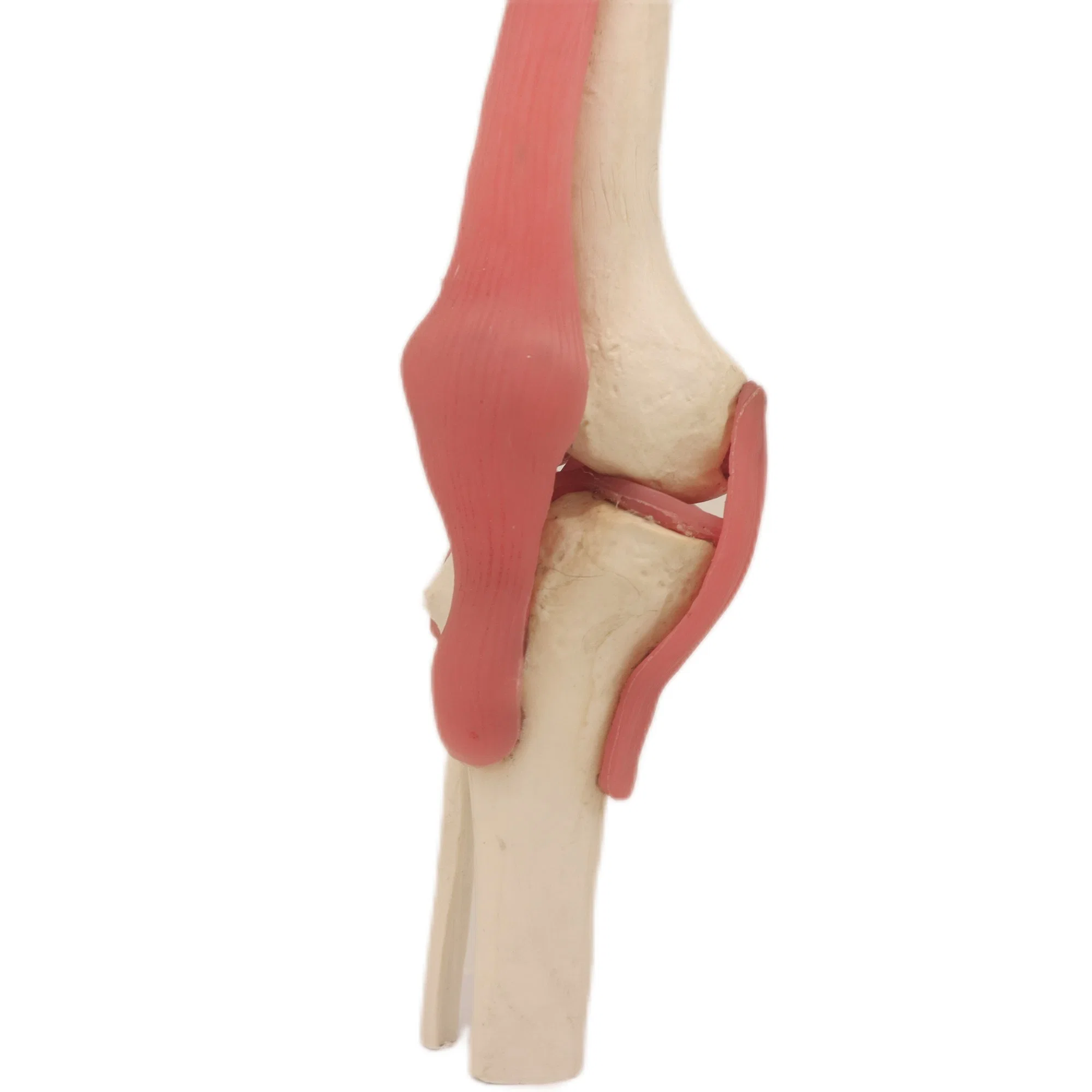 Medical Lab Teaching Models Knee Joint Skeleton Models of PVC