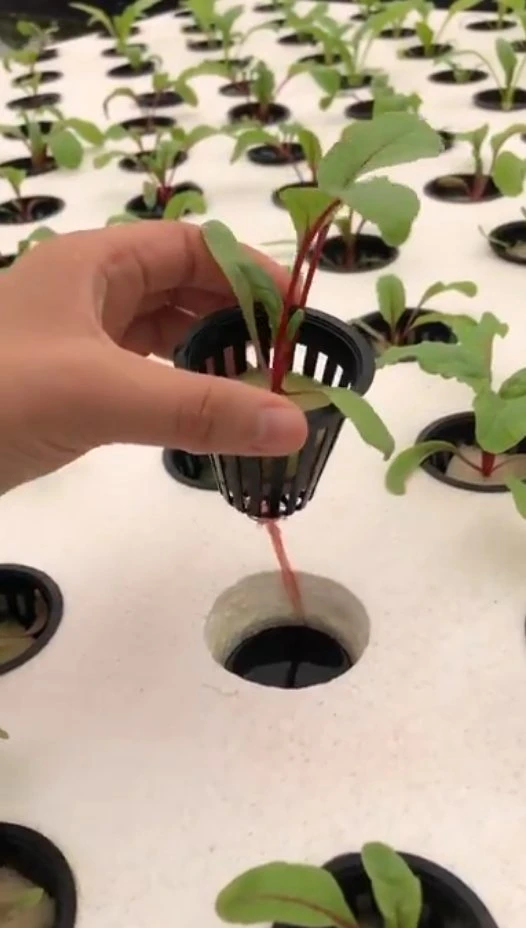 Un fuerte crecimiento de plástico jardín hidropónico Pot macetas en venta