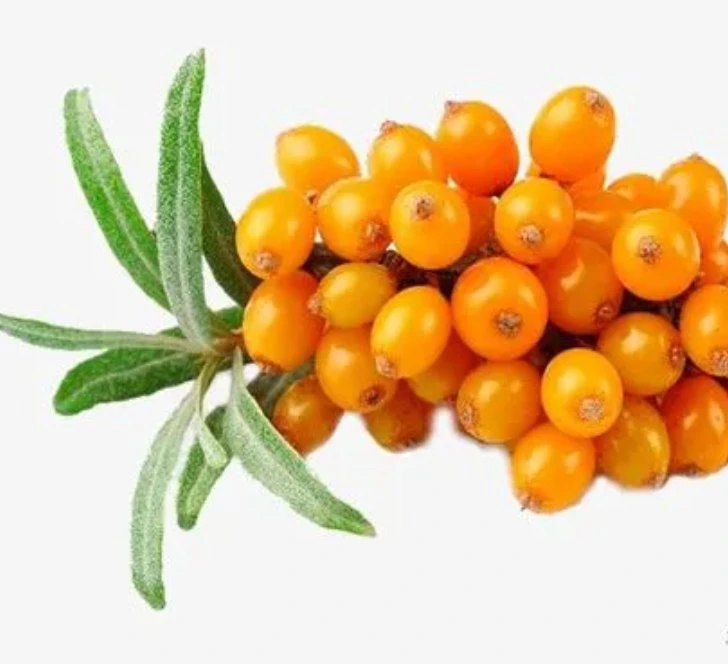 La certificación Kosher bienestar mundo 100% puros extractos Seabuckthorn flavonoides